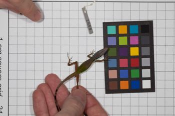 Media type: image;   Herpetology R-189493